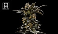 Grape Ape