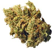 Ghost Train Haze