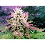 Northern Lights