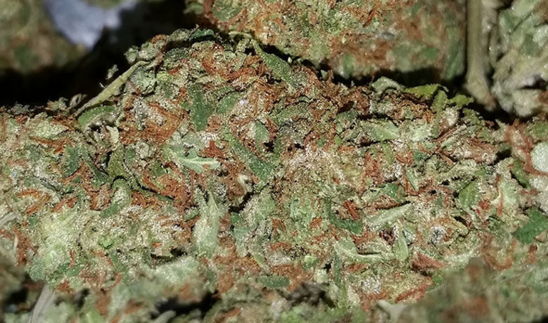 Super Sour Diesel