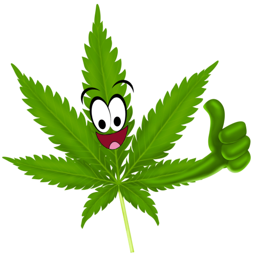 Cannabis hybrid marijuana