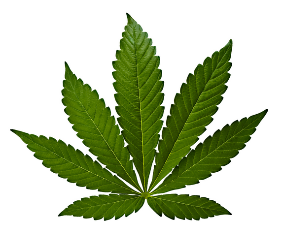 Cannabis indica marijuana