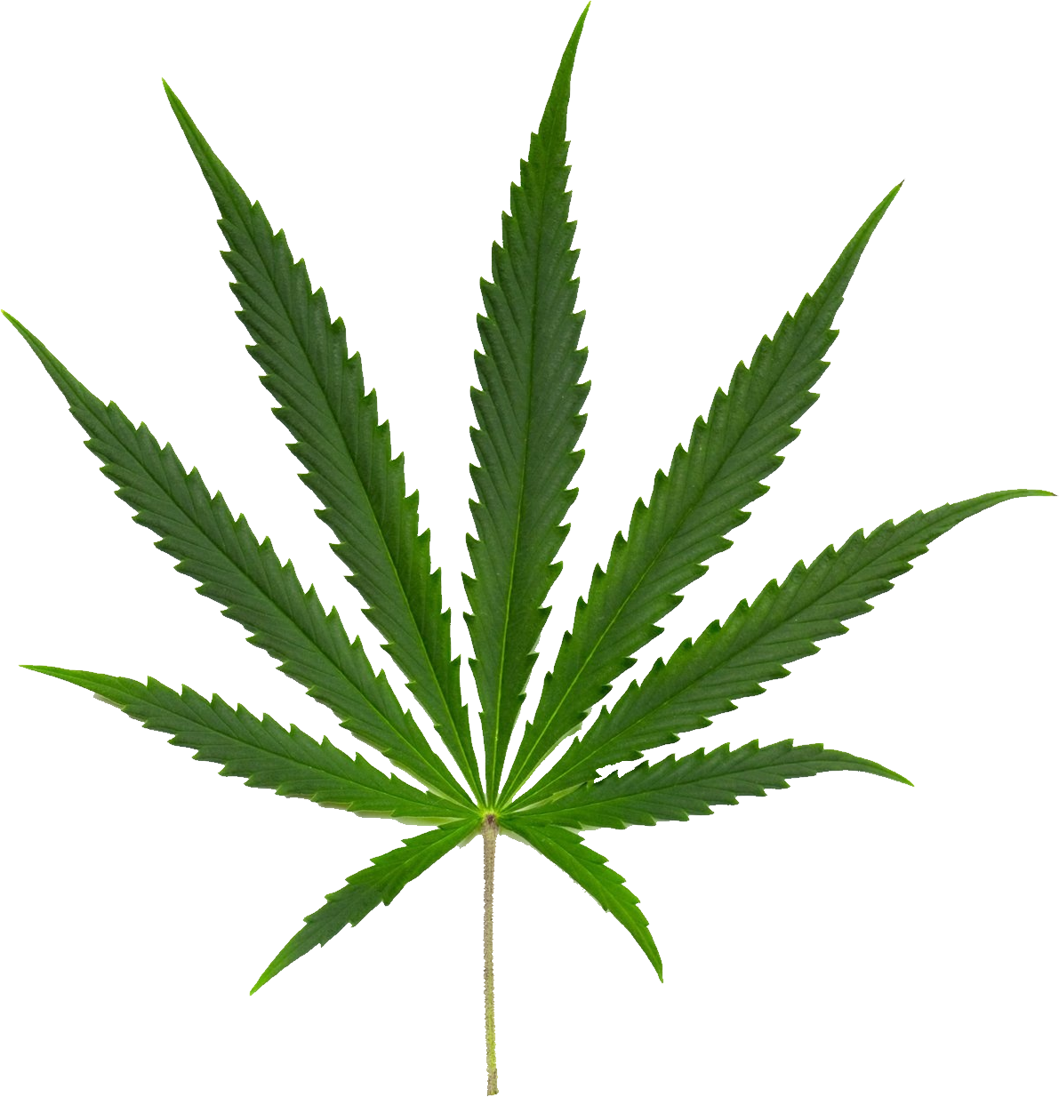 Cannabis sativa marijuana
